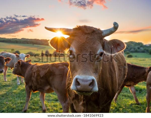 Cows in field, one cow looking at the camera\
during sunset in the\
evening