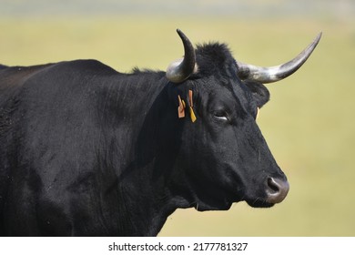 Cows In The Field Of The Province Of Cáceres Extremadura