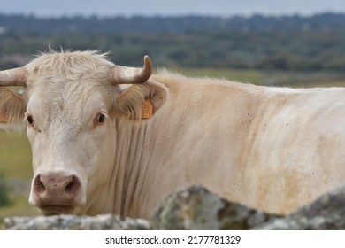 Cows In The Field Of The Province Of Cáceres Extremadura