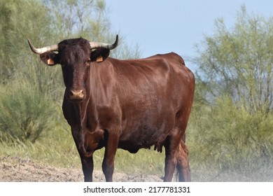 Cows In The Field Of The Province Of Cáceres Extremadura