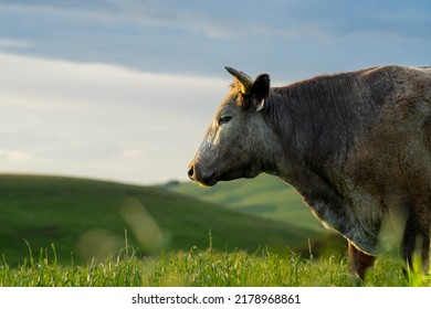 Cows In A Field, Stud Beef Bulls, Cow And Cattle Grazing On Grass In A Field, In Australia. Breeds Include Speckle Park, Murray Grey, Angus, Brangus And Wagyu, Foot And Mouth In Bali At Sunset 