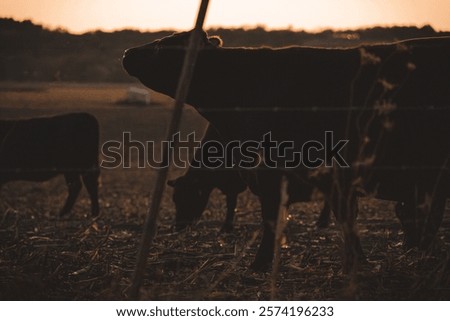 Cows in a field at sunset
