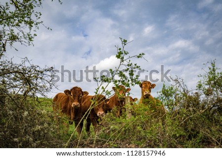 cows in fields germany