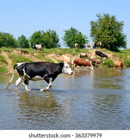 Cows ford small river