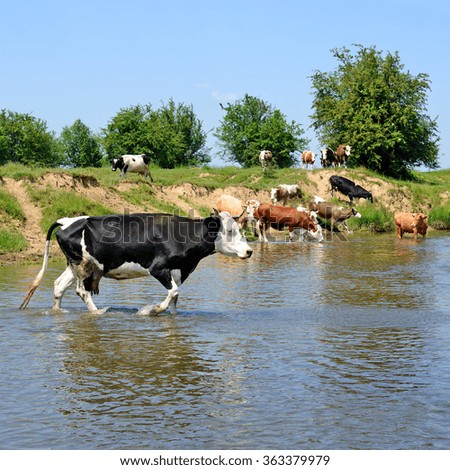 Cows ford small river