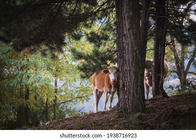 Cows in a forest under a tree