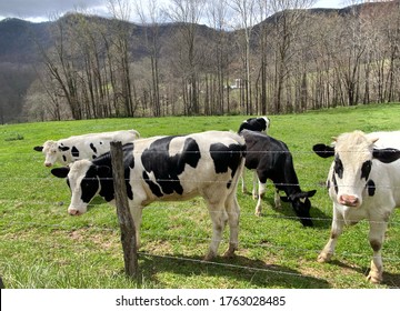 Cows Found In Boone, NC