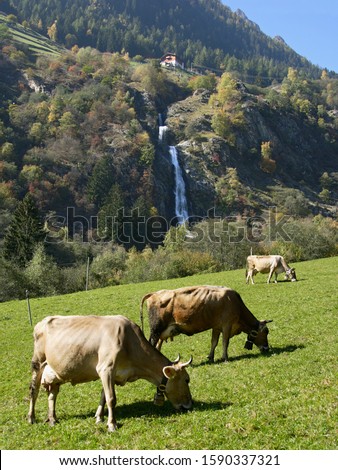 Image, Stock Photo Cow on the Merano High Trail