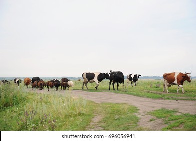 Cows go on the road through the field