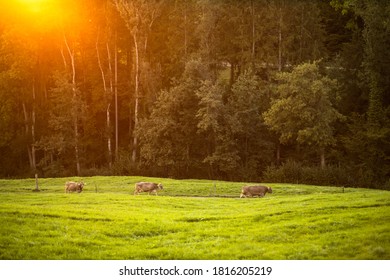 Cows Going Home From Pasture At The Close Of The Day - Regenerative Farming Concept/Grass Fed Beef