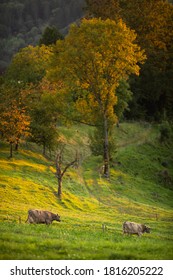 Cows Going Home From Pasture At The Close Of The Day - Regenerative Farming Concept/Grass Fed Beef