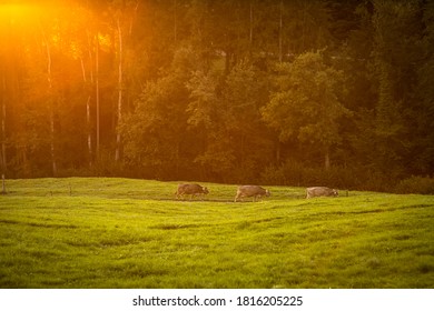 Cows Going Home From Pasture At The Close Of The Day - Regenerative Farming Concept/Grass Fed Beef