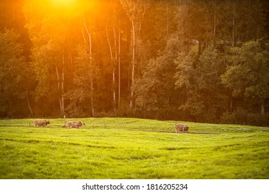 Cows Going Home From Pasture At The Close Of The Day - Regenerative Farming Concept/Grass Fed Beef