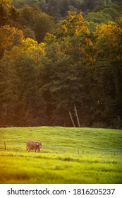 Cows Going Home From Pasture At The Close Of The Day - Regenerative Farming Concept/Grass Fed Beef