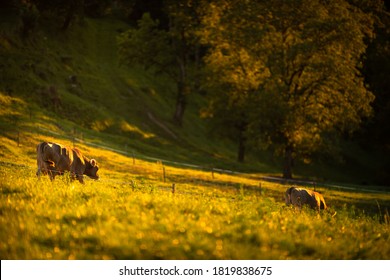 Cows Going Home From Pasture At The Close Of The Day - Regenerative Farming Concept/Grass Fed Beef