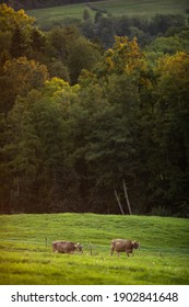 Cows Going Home From Pasture At The Close Of The Day - Regenerative Farming ConceptGrass Fed Beef