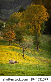 Cows Going Home From Pasture At The Close Of The Day - Regenerative Farming Concept, Grass Fed Beef