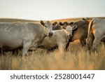 cows in a golden field at dusk in australia in summer. herd of cattle grazing on pasture. Herd of cows free range beef being regenerative raised on an agricultural farm. Sustainable farming 