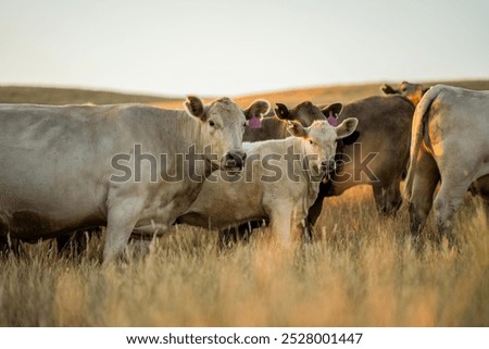 cows in a golden field at dusk in australia in summer. herd of cattle grazing on pasture. Herd of cows free range beef being regenerative raised on an agricultural farm. Sustainable farming 