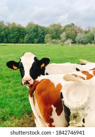 Cows In Grass Staring Contest