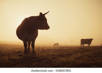 Cows grassing on autumn morning pasture. Foggy mood, colorful warm light, beautiful scenery. behavior of cows on the farm, agricultural life