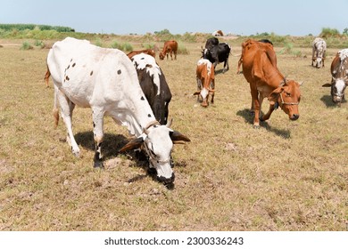 Cows in a grassy field on a bright and sunny day
