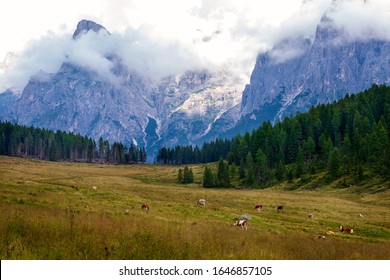 Cows graze in autumn meadows in the Dolomites mountains, Italy. - Shutterstock ID 1646857105
