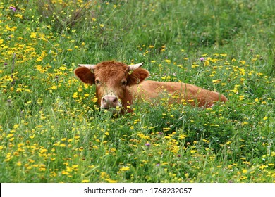 Cows Graze In A Forest Glade