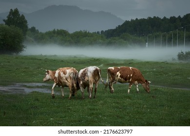          Cows Graze In A Meadow In The Mountains After A Hail Rain                      