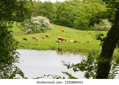 Cows graze on the field, in the forest. Denmark, Jutland (danish: Jylland) is a peninsula of Northern Europe.