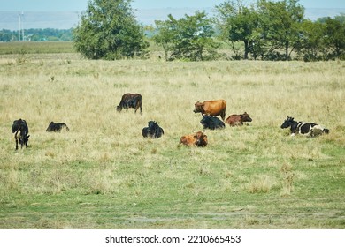 Cows Graze On The Grass In Nature. Free-range Animals.