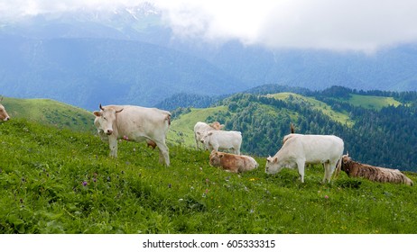Cows graze on the mountain meadows. Ridge Aibga. Sochi, Russia  