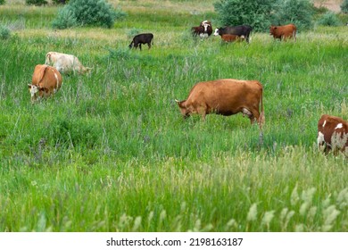 Cows graze on the pasture with juicy green grass.  Domestic cows and cattle breeding - Shutterstock ID 2198163187