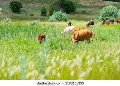 Cows graze on the pasture with juicy green grass. Bright summer day.  Domestic cows and cattle breeding - Shutterstock ID 2198165333