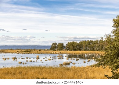 Cows graze on the seashore. Rocky shore. Photo - Powered by Shutterstock