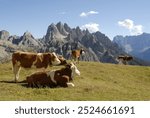 Cows graze peacefully in a sunlit meadow, enjoying the warm breeze. The stunning Dolomites rise behind them, with the Cadini di Misurina providing a breathtaking backdrop to this serene pastoral scene