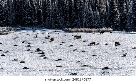 Cows graze in a snow-covered field dotted with small mounds, bordered by a dense, dark forest of snow-laden evergreen trees. - Powered by Shutterstock