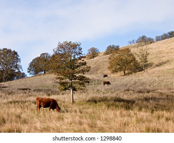 Cows grazing 1