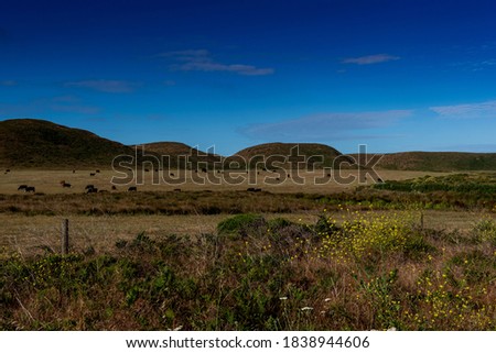 Cows grazing along the Abbotts  Lagoon trail, Point Reyes National Seashore, Marin County, California, USA,  on a clear day  and cloudless sky with lots of copy-space