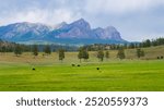 Cows grazing with the Colorado San Juan Mountains, part of the Rocky Mountains, in the background, near Pagosa Springs, and the borders with New Mexico, summer 2924, forests, grass, and trees. 