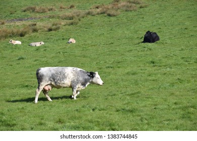 Cows Grazing And Enjoying The Sun On An Irish Farm