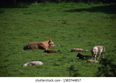 Cows Grazing And Enjoying The Sun On An Irish Farm