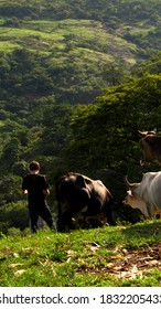 Cows Grazing With Farmer In The Mountains Of El Salvador