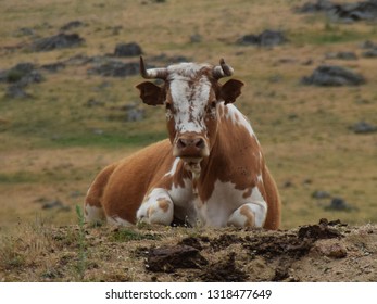 cows grazing in the field