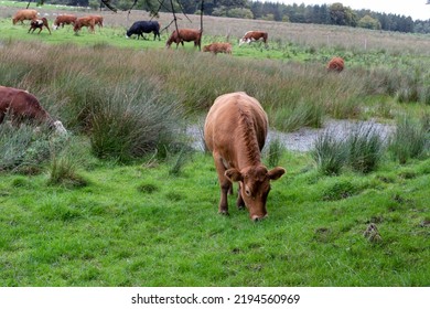 Cows Grazing In A Field. Landscape In Ireland.