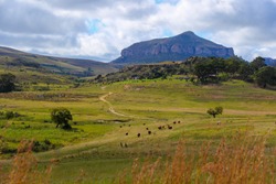 Cows Grazing In A Field Near Bergville In The KwaZulu-Natal Province Of South Africa Near The Drakensberg Mountains