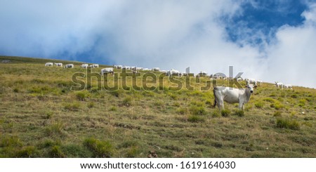 Cows grazing in the fields under Monte San Franco near Gran Sasso, L'Aquila.