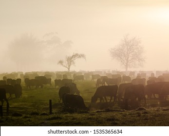 Cows Grazing in a Fresh Grass Field on a Rural Dairy Farm among Mist and Fog in Beautiful Golden Morning Sunlight