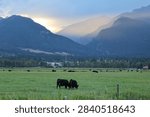 cows grazing in front of the bitterroot mountains in Montana at dusk