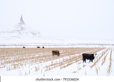 Cows grazing in front of Chimney Rock National Historic Site along the Oregon Trail in Bayard Nebraska during the winter - Powered by Shutterstock